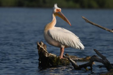 Beyaz pelikan - Pelecanus onocrotalus on water
