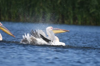 Beyaz pelikan - Pelecanus onocrotalus on water