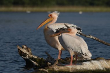 Beyaz pelikan - Pelecanus onocrotalus on water