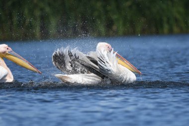 Beyaz pelikan - Pelecanus onocrotalus on water