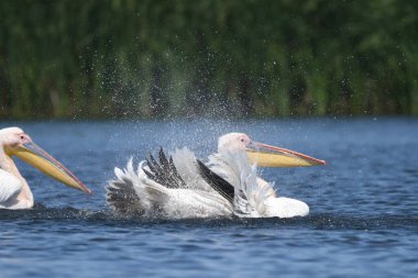 Beyaz pelikan - Pelecanus onocrotalus on water