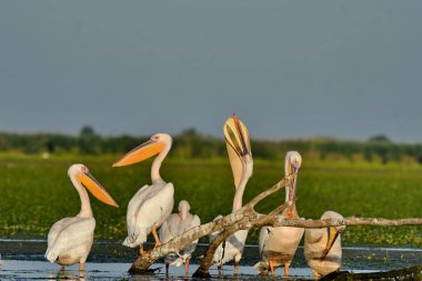 Beyaz pelikan - Pelecanus onocrotalus on water