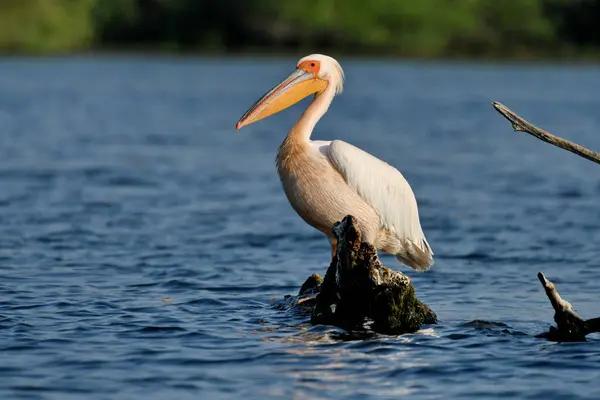 Beyaz pelikan - Pelecanus onocrotalus on water