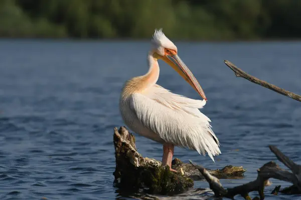 Beyaz pelikan - Pelecanus onocrotalus on water
