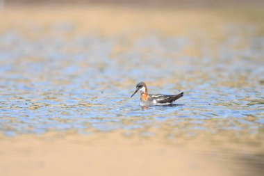 kırmızı boyunlu falarope (Phalaropus lobatus) 