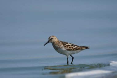 Little Stint - (Kum üzerinde bir dakika)