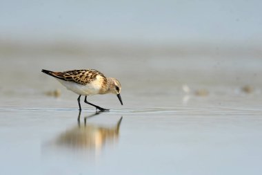 Little Stint - (Kum üzerinde bir dakika)