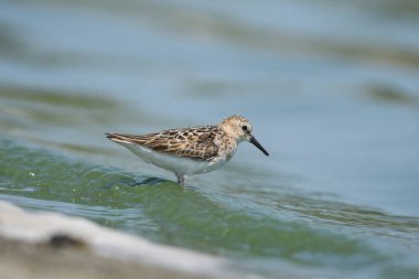 Little Stint - (Kum üzerinde bir dakika)