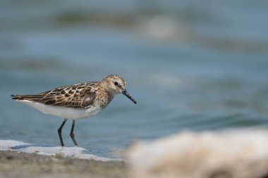 Little Stint - (Kum üzerinde bir dakika)