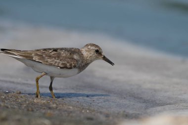 Temmincks stint - (Kum üzerinde Calidris temminckii)