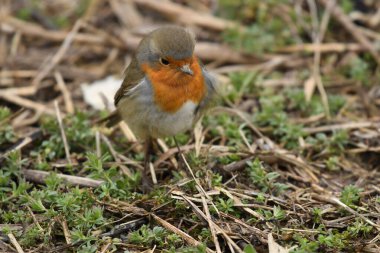 Avrupa bülbülü - Erithacus rubecula