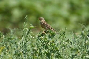 Ortolan Bunting - (Emberiza hortulana) bir bitkinin üzerinde
