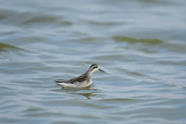kırmızı boyunlu falarope (Phalaropus lobatus) 