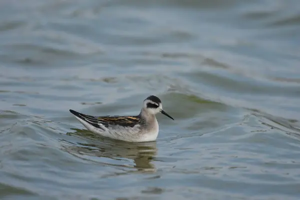kırmızı boyunlu falarope (Phalaropus lobatus) 