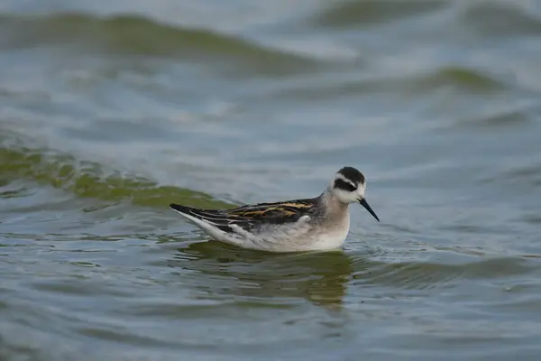 kırmızı boyunlu falarope (Phalaropus lobatus) 
