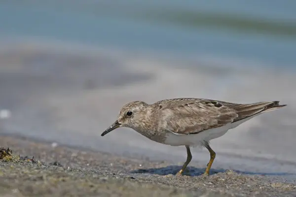 Temmincks stint - (Kum üzerinde Calidris temminckii)