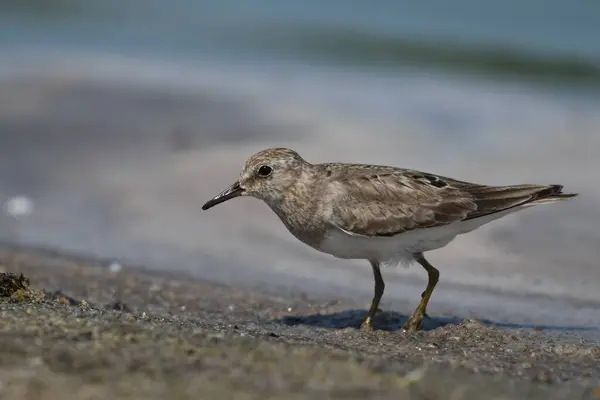 Temmincks stint - (Kum üzerinde Calidris temminckii)