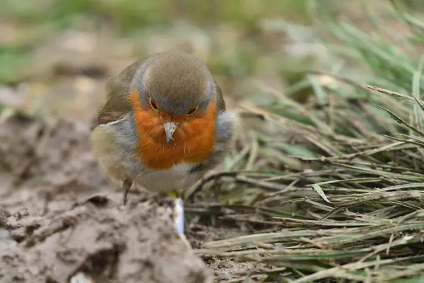 Avrupa Robin - Erithacus Rubecula Yakın çekim