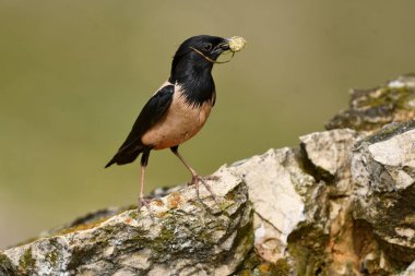 Gül sığırcık - Papaz Roseus karada