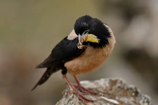 Karadaki gül sığırcığı - Pastor Roseus