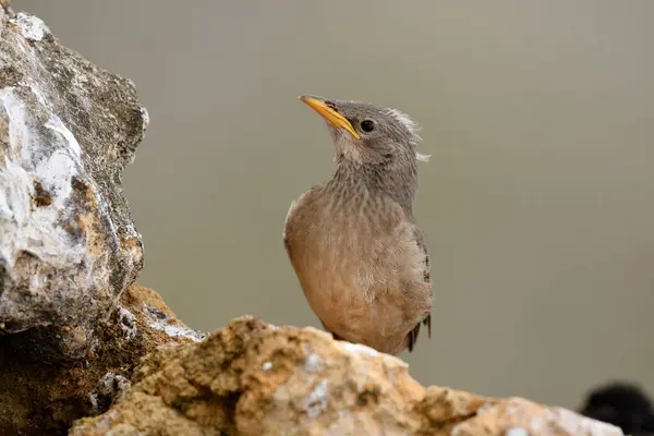 Karadaki gül sığırcığı - Pastor Roseus