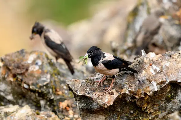 Gül sığırcık - Papaz Roseus karada
