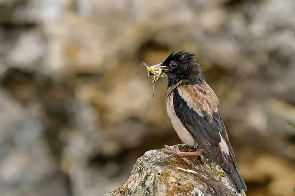 Gül sığırcık - Papaz Roseus karada