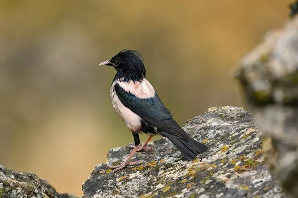 Gül sığırcık - Papaz Roseus karada