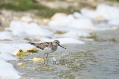 Terek sandpiper - (Xenus cinereus) suyun üzerinde