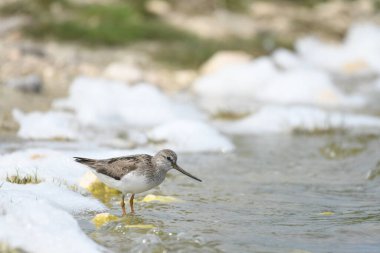 Terek sandpiper - (Xenus cinereus) suyun üzerinde