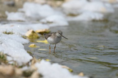 Terek sandpiper - (Xenus cinereus) suyun üzerinde