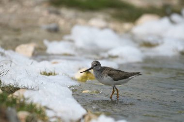 Terek sandpiper - (Xenus cinereus) suyun üzerinde