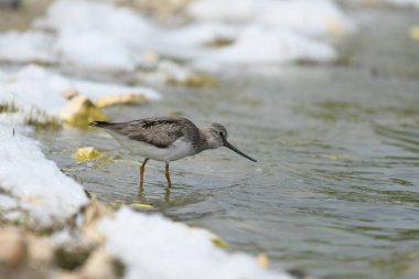 Terek sandpiper - (Xenus cinereus) suyun üzerinde