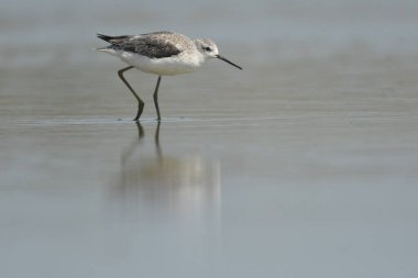 Marsh Sandpiper - (Tringa stagnatilis) göl üzerinde