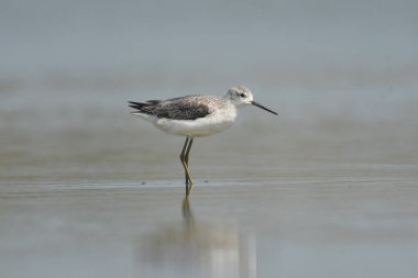 Marsh Sandpiper - (Tringa stagnatilis) göl üzerinde