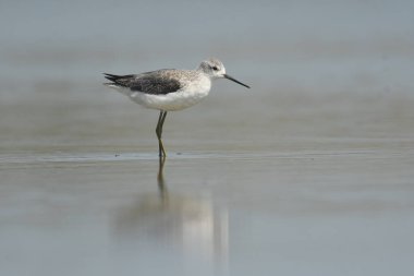 Marsh Sandpiper - (Tringa stagnatilis) göl üzerinde