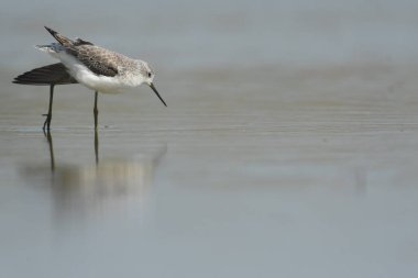 Marsh Sandpiper - (Tringa stagnatilis) göl üzerinde