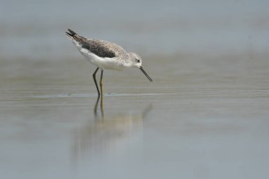 Marsh Sandpiper - (Tringa stagnatilis) göl üzerinde