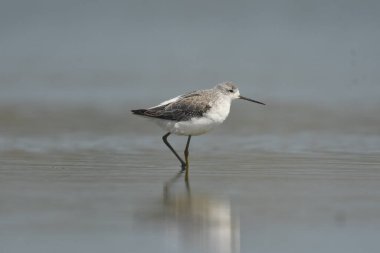 Marsh Sandpiper - (Tringa stagnatilis) göl üzerinde