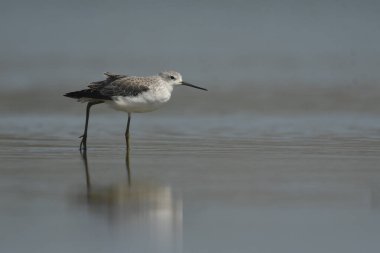 Marsh Sandpiper - (Tringa stagnatilis) göl üzerinde