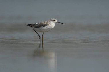 Marsh Sandpiper - (Tringa stagnatilis) göl üzerinde