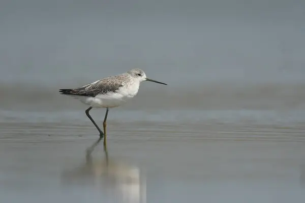 Marsh Sandpiper - (Tringa stagnatilis) göl üzerinde