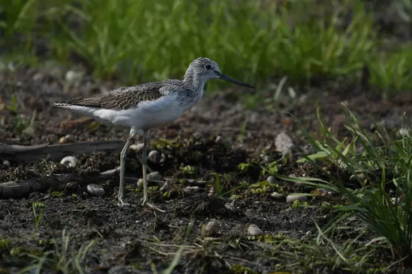 Suda görüldü Redshank - (Tringa erythropus)