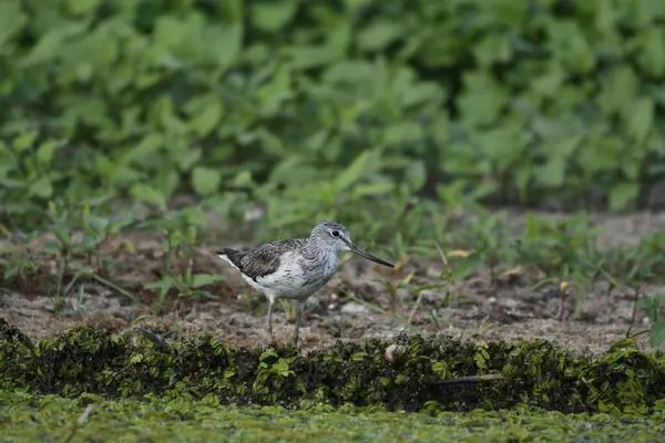 Genel Greenshank - su üzerinde (Tringa nebularia) 