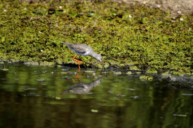 Suda görüldü Redshank - (Tringa erythropus)