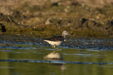 Genel Greenshank - su üzerinde (Tringa nebularia) 