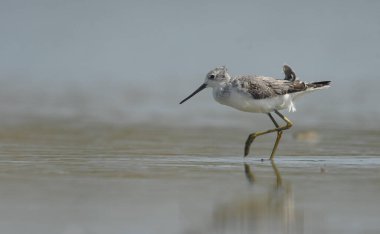 Marsh Sandpiper - (Tringa stagnatilis) su üzerinde