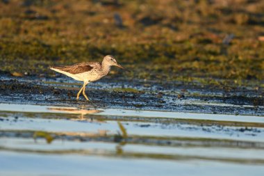 Suyun üzerinde yaygın Greenshank - (Tringa nebularia)