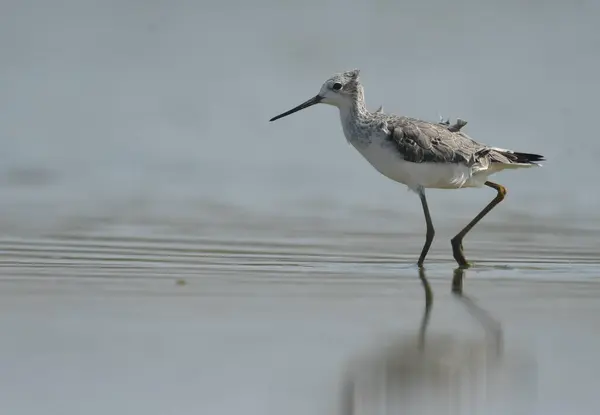 Marsh Sandpiper - (Tringa stagnatilis) su üzerinde