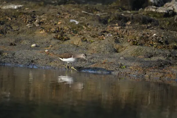 Yeşil Çulluk - (Suyun üzerinde Tringa ochropus)